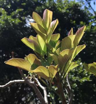 Image of Cyphostemma mappia (Lam.) Galet