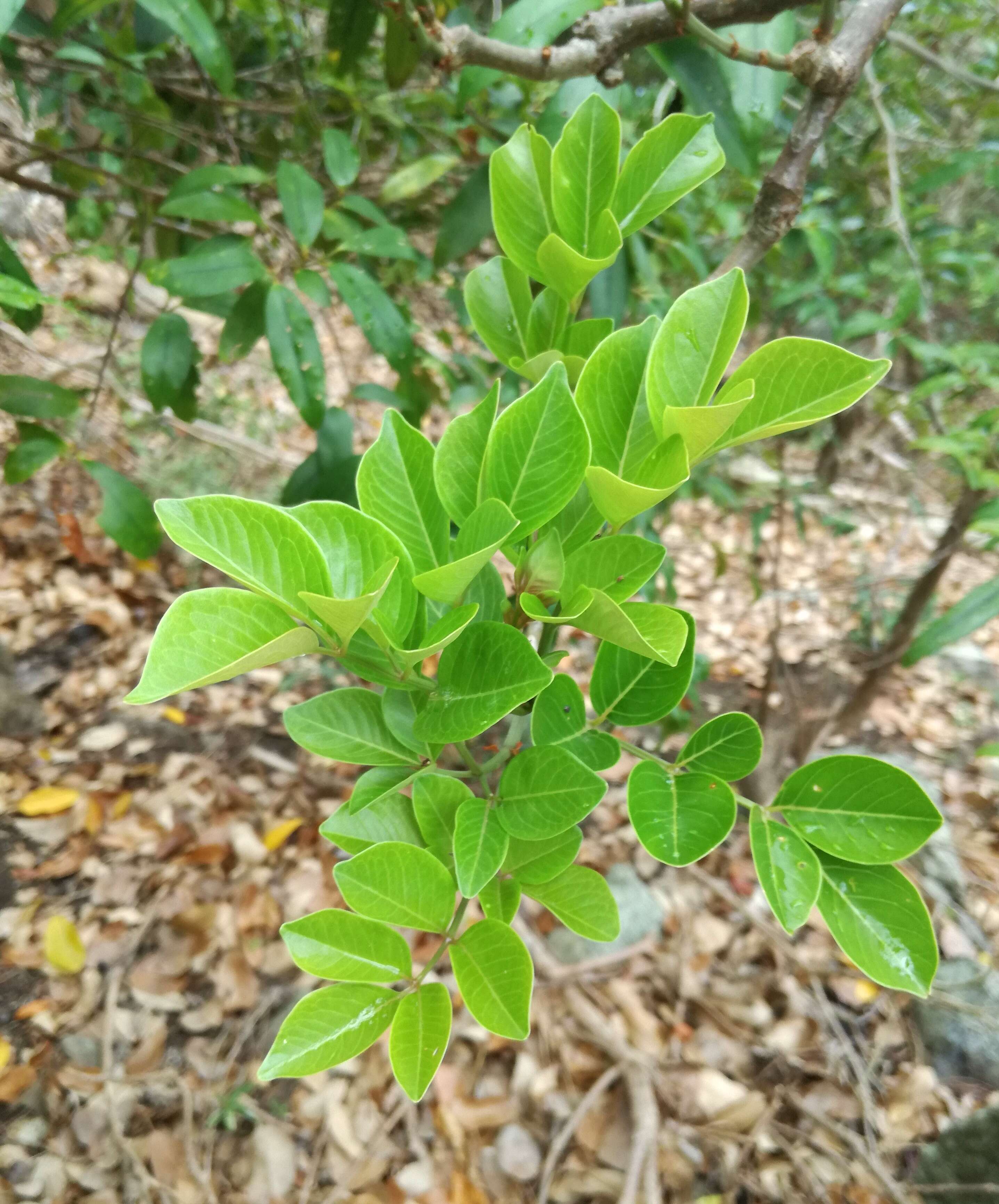 Cyphostemma mappia (Lam.) Galet resmi