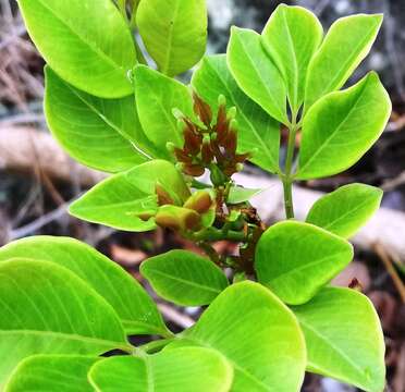 Cyphostemma mappia (Lam.) Galet resmi