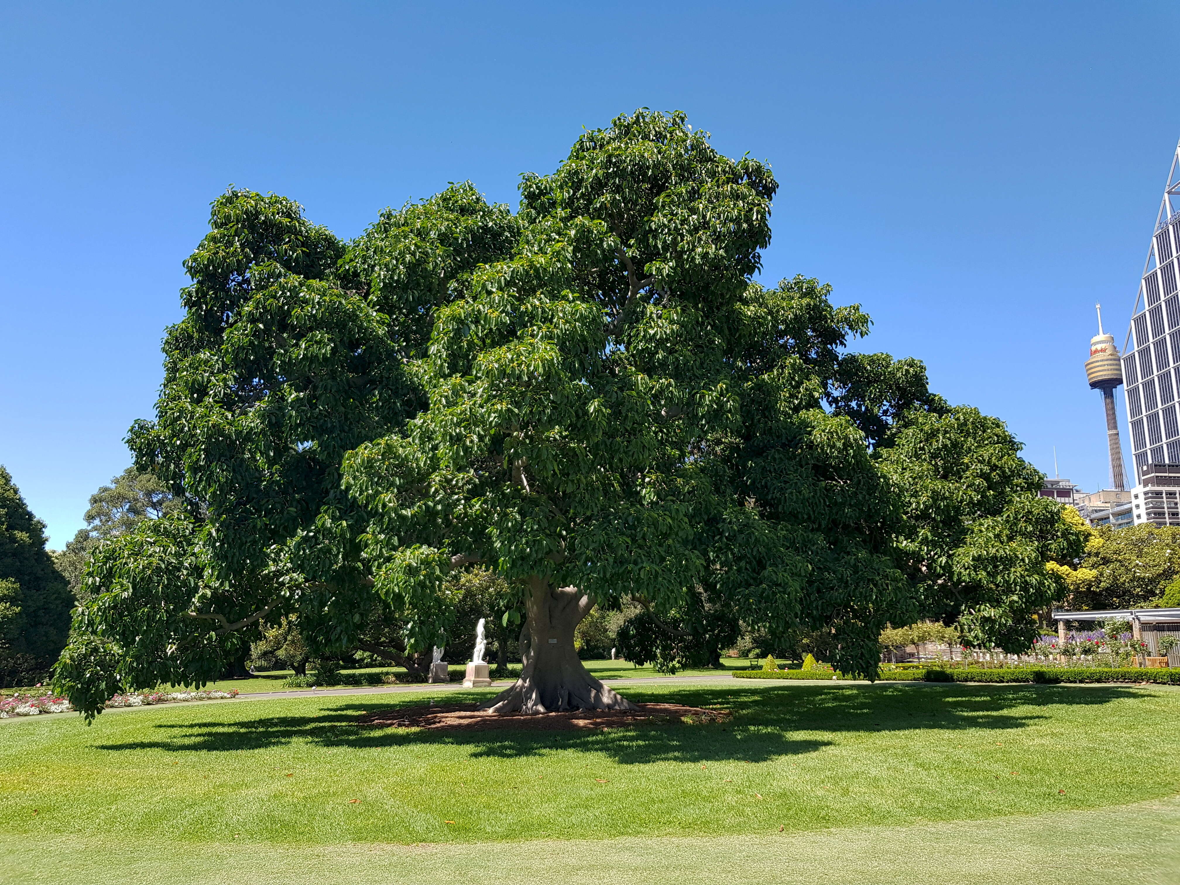 Plancia ëd Ficus altissima Bl.