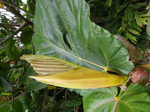 Image of Ficus dammaropsis Diels