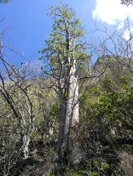 Cyphostemma mappia (Lam.) Galet resmi