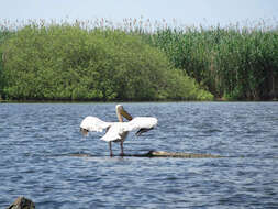 Image of Great White Pelican