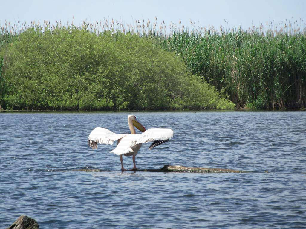 Image of Great White Pelican