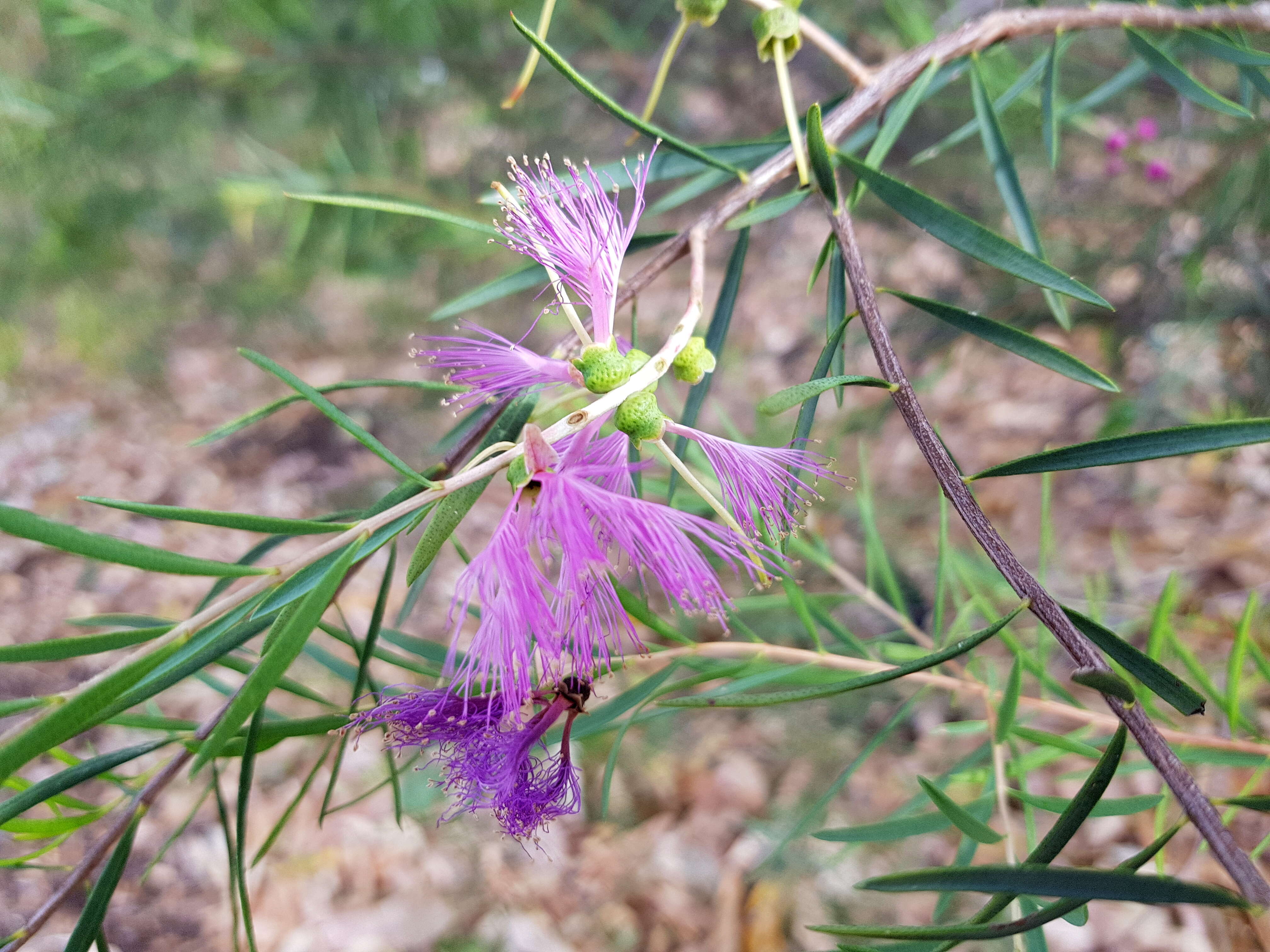 Image of Melaleuca fulgens R. Br.