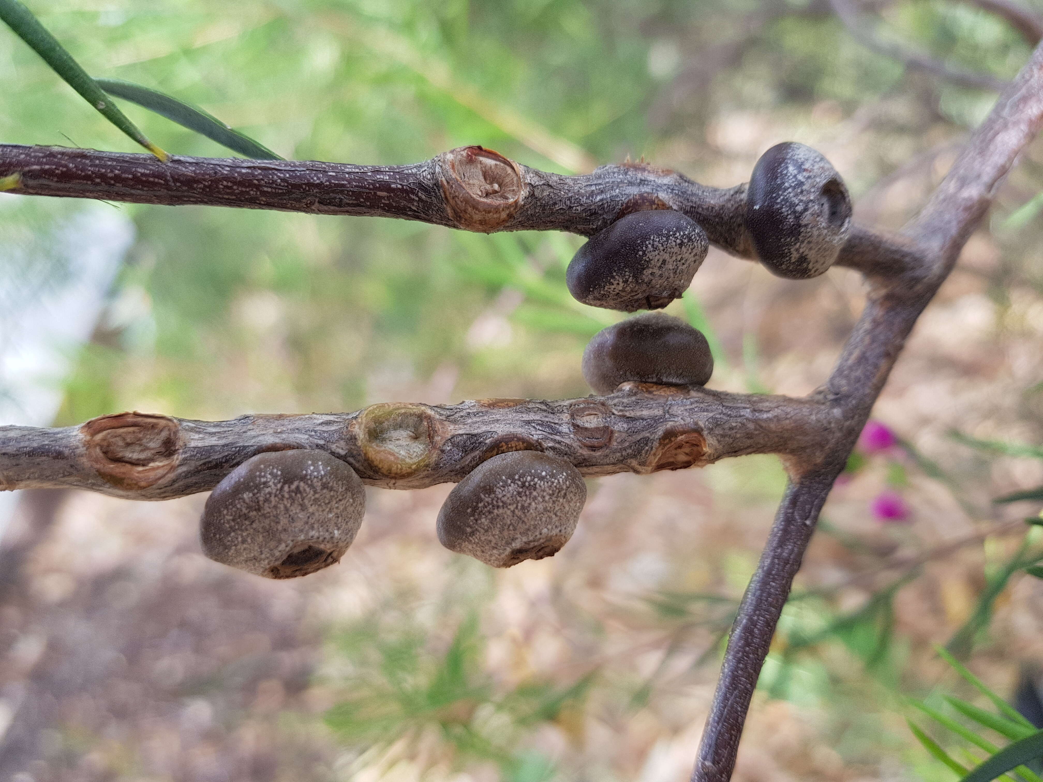 Image of Melaleuca fulgens R. Br.