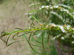 Image of Myoporum floribundum A. Cunn. ex Benth.