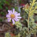 Image of Olearia astroloba N. S. Lander & N. G. Walsh