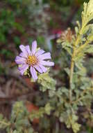 Olearia astroloba N. S. Lander & N. G. Walsh resmi