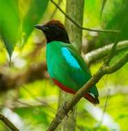 Image of Hooded Pitta