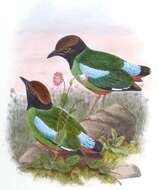 Image of Hooded Pitta