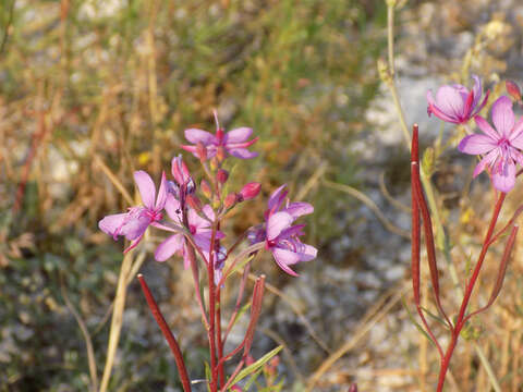 Image of Narrow-Leaf Fireweed