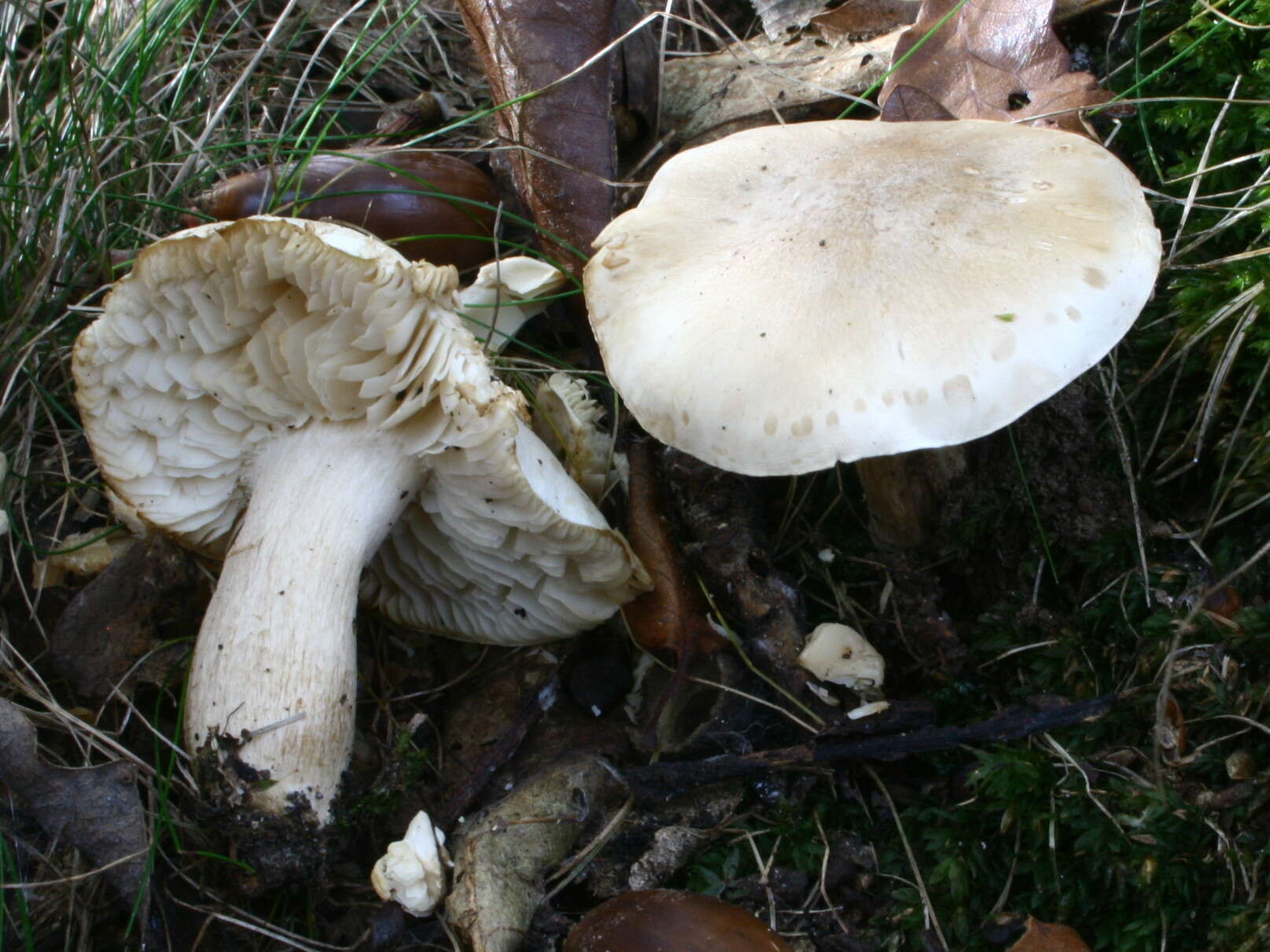 Image of soap tricholoma