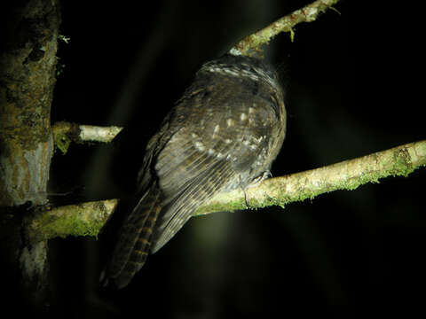 Image of Mountain Owlet-Nightjar