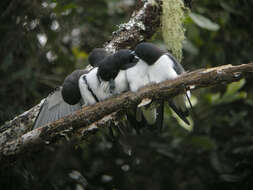 Image of Great Woodswallow