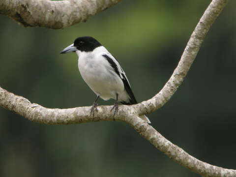 Image of Black-backed Butcherbird