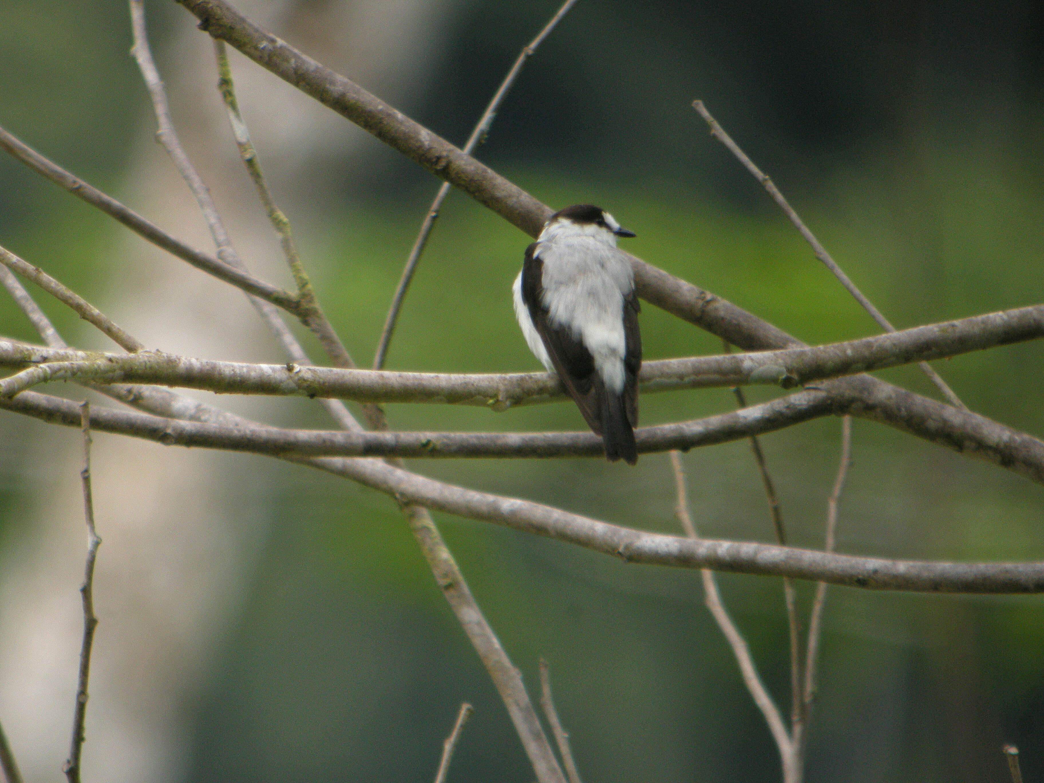 Image de Monachella Salvadori 1874