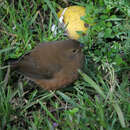 Image of Mountain Firetail