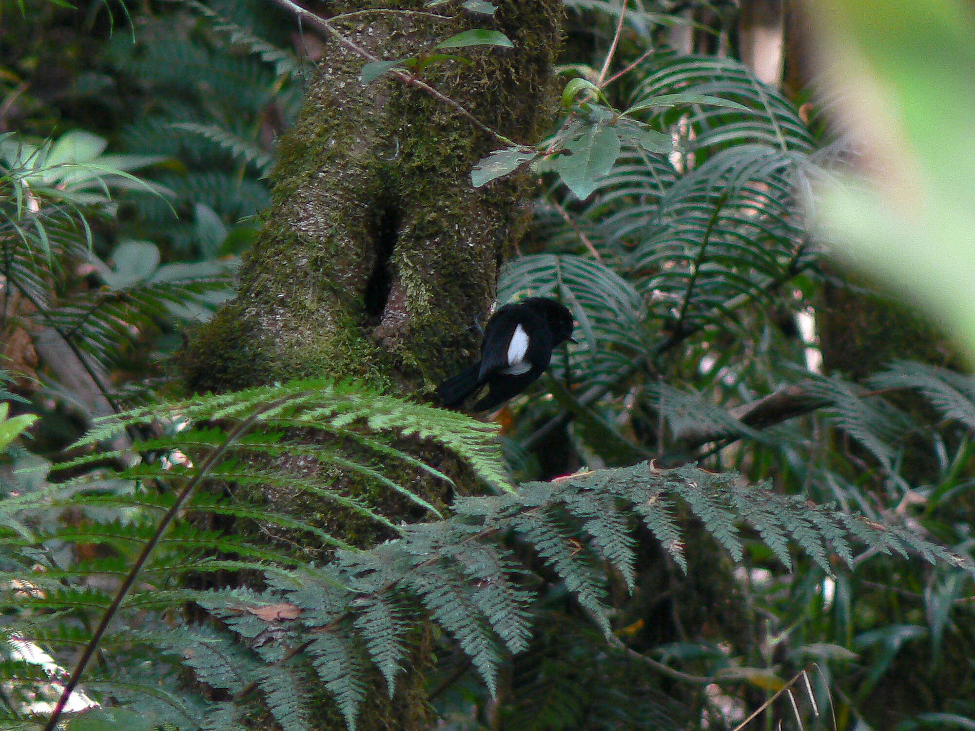 Image of White-winged Robin