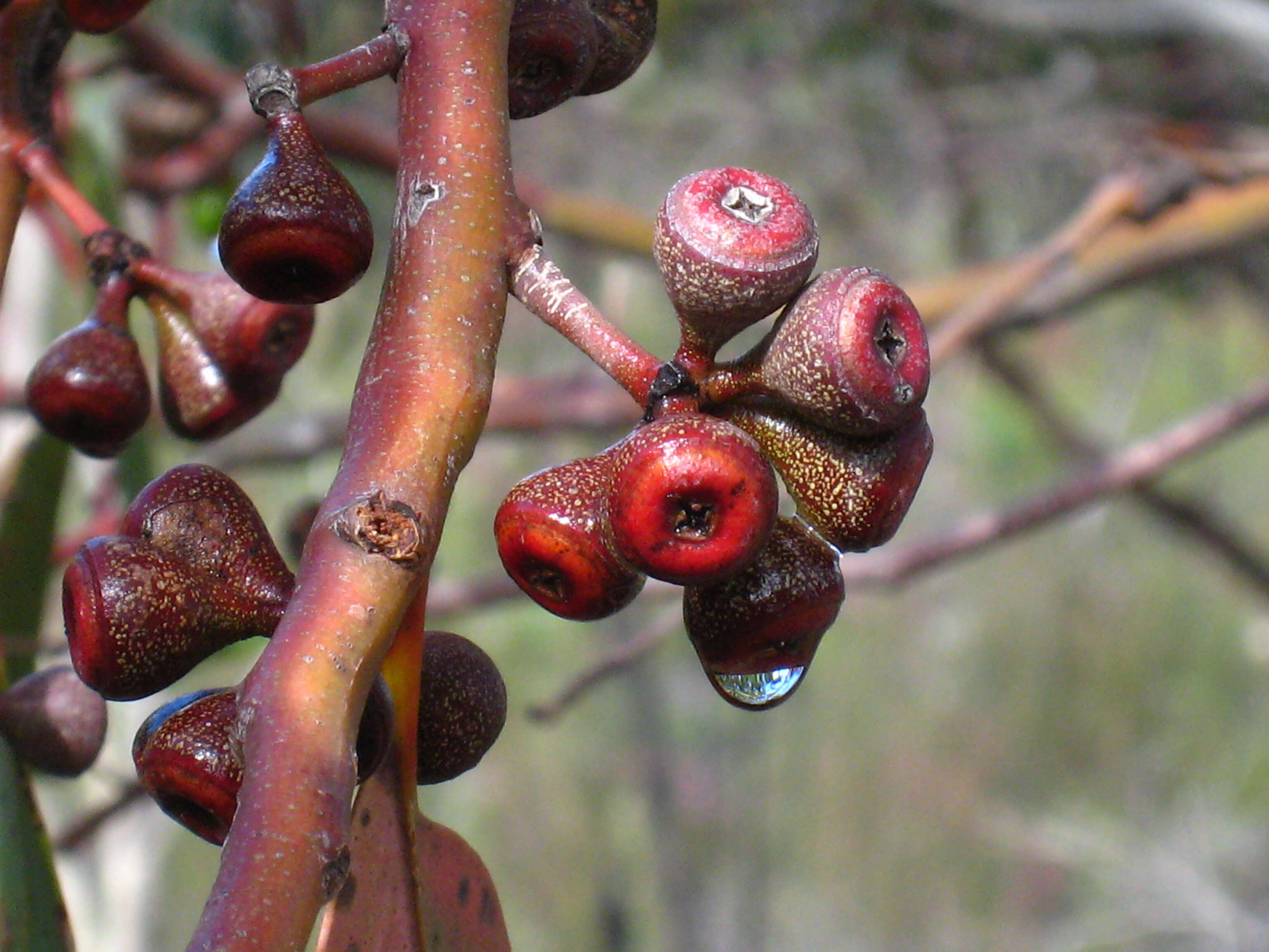 Eucalyptus haemastoma Sm. resmi