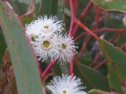 Eucalyptus haemastoma Sm. resmi