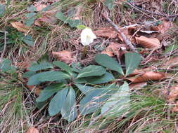 Image of black hellebore