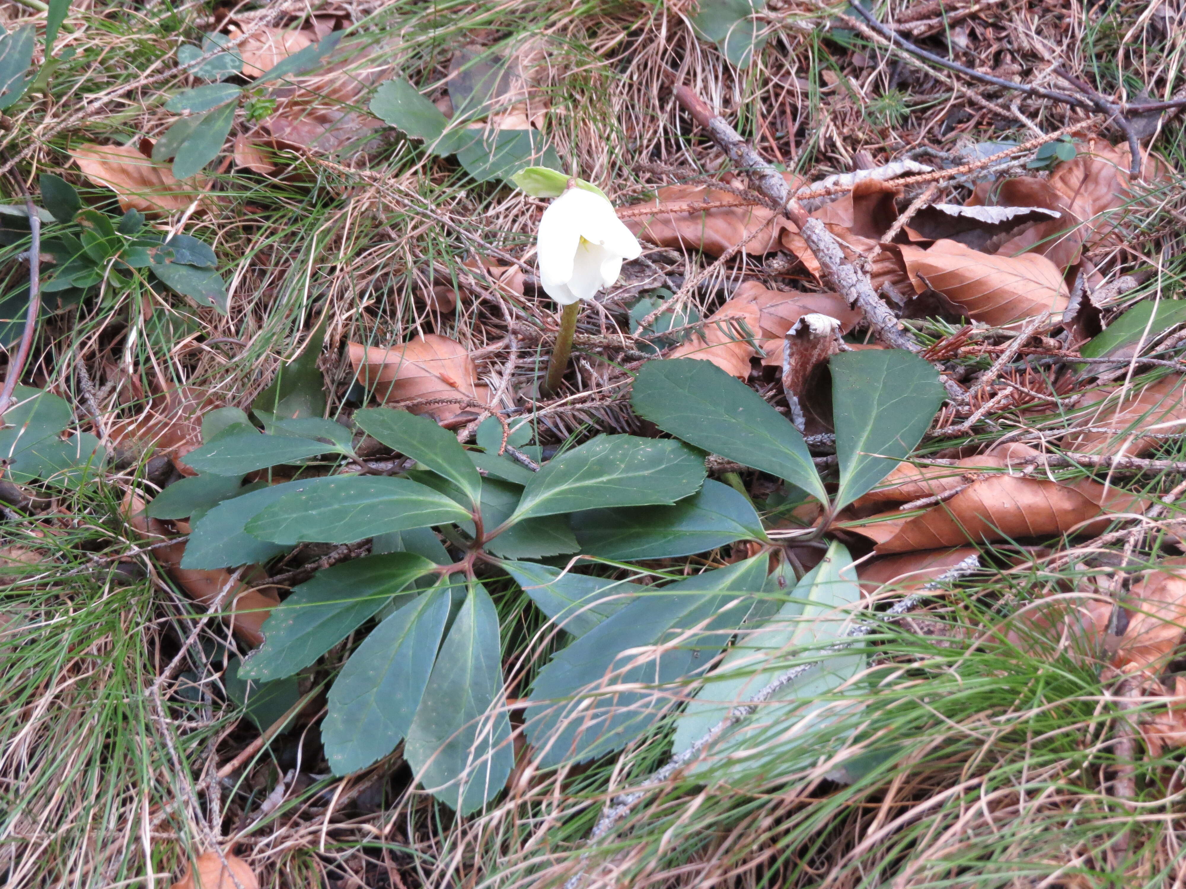 Image of black hellebore