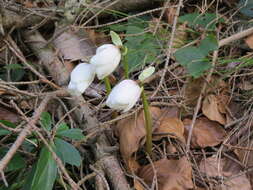 Image of black hellebore