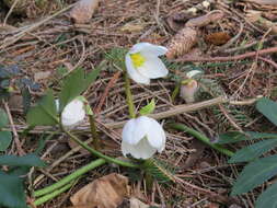 Image of black hellebore