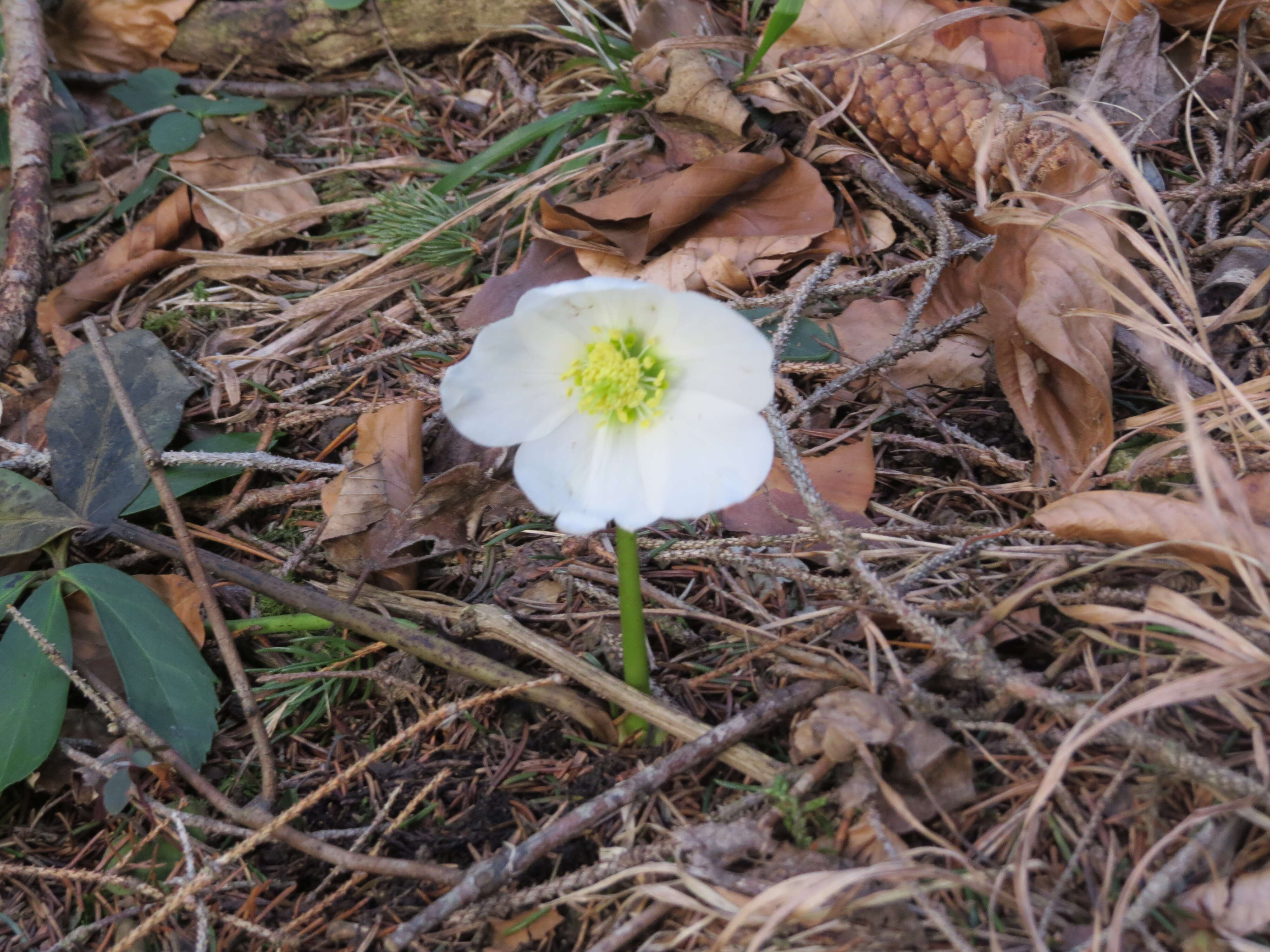 Image of black hellebore