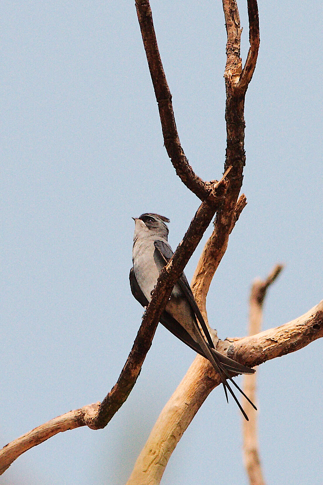 Image of Crested Treeswift