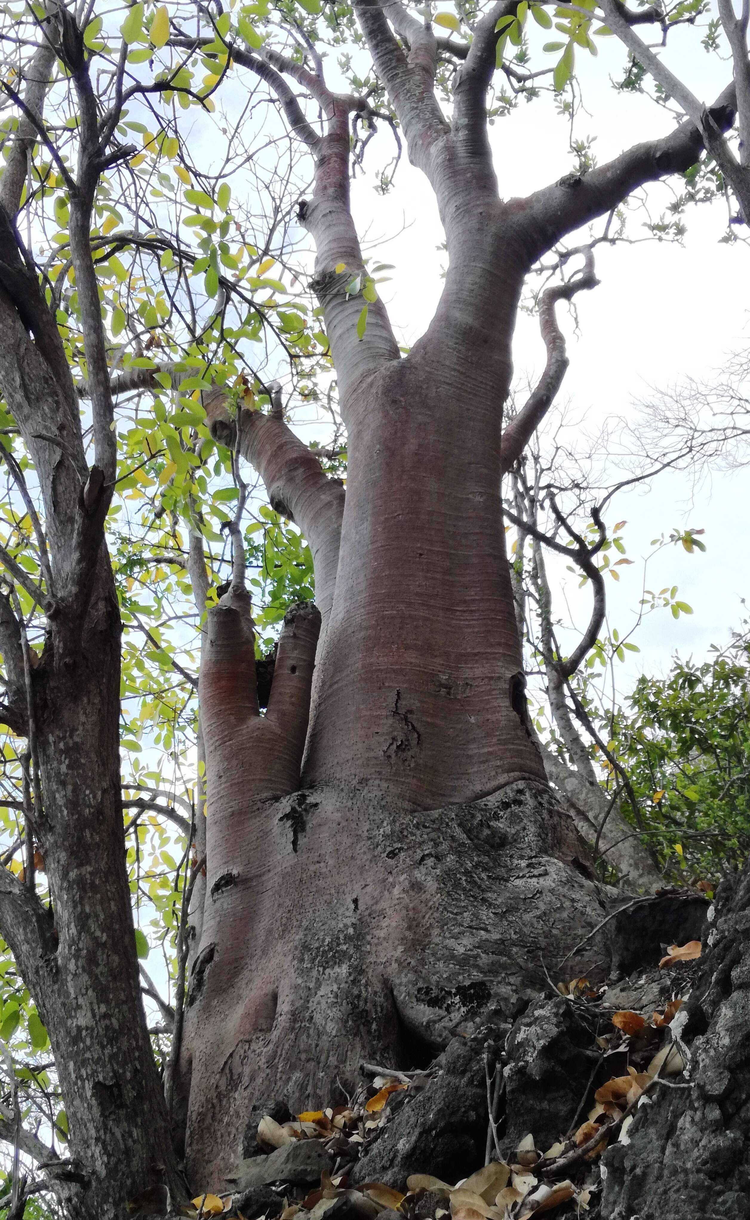 Cyphostemma mappia (Lam.) Galet resmi