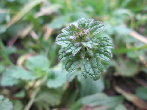 Image of common henbit