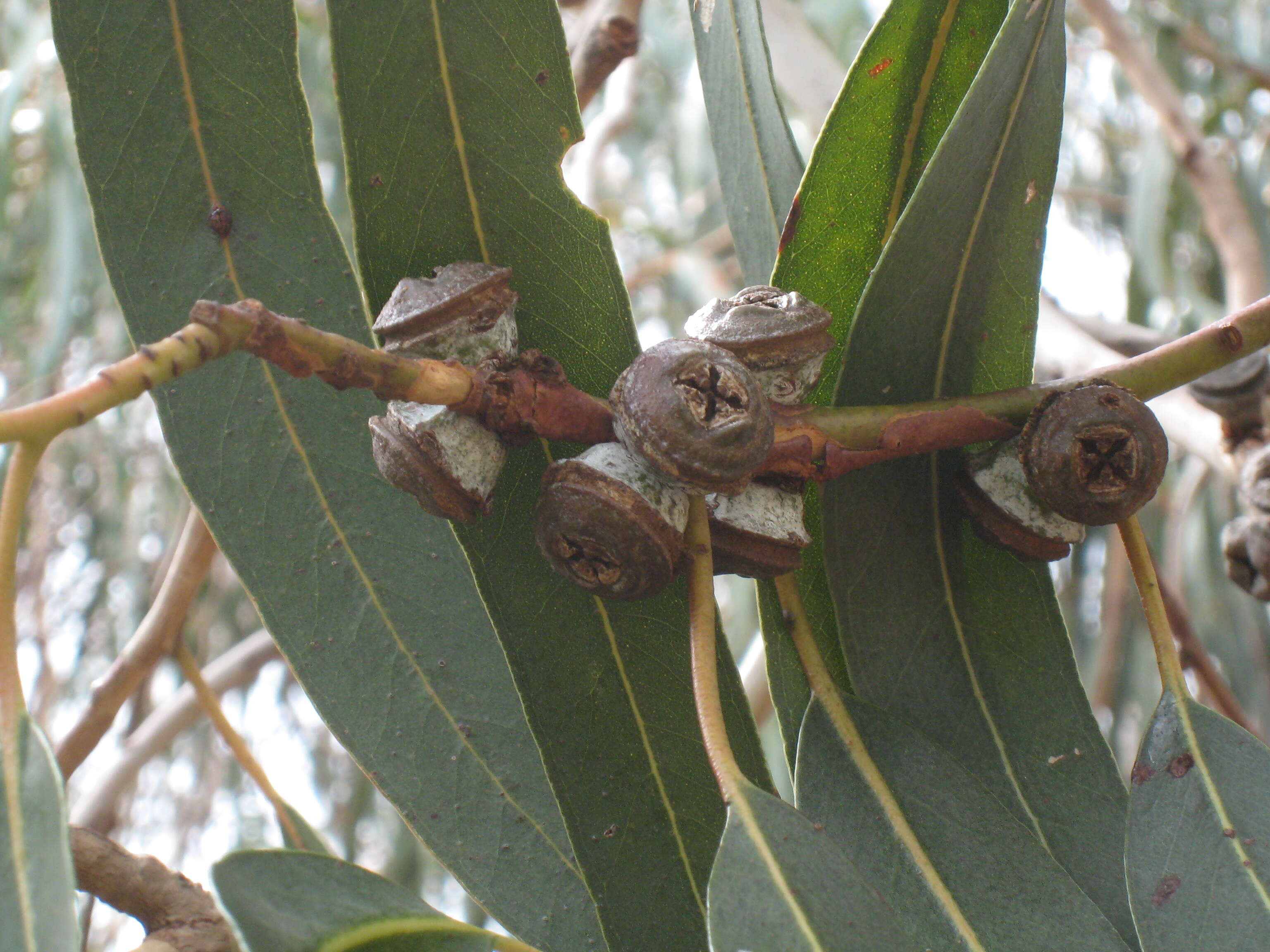 Sivun Eucalyptus globulus subsp. bicostata (Maiden. Blakely & Simmonds) Kirkpatrick kuva