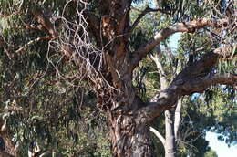 Plancia ëd Eucalyptus globulus subsp. bicostata (Maiden. Blakely & Simmonds) Kirkpatrick