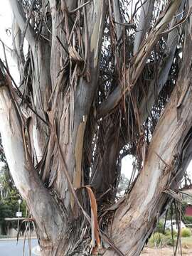 Sivun Eucalyptus globulus subsp. bicostata (Maiden. Blakely & Simmonds) Kirkpatrick kuva