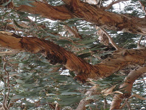 Sivun Eucalyptus globulus subsp. bicostata (Maiden. Blakely & Simmonds) Kirkpatrick kuva