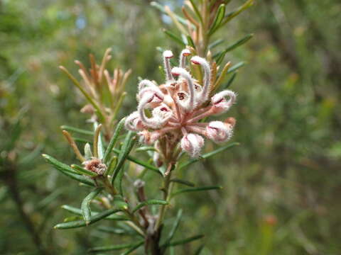 Image of Grevillea acerata Mc Gill.