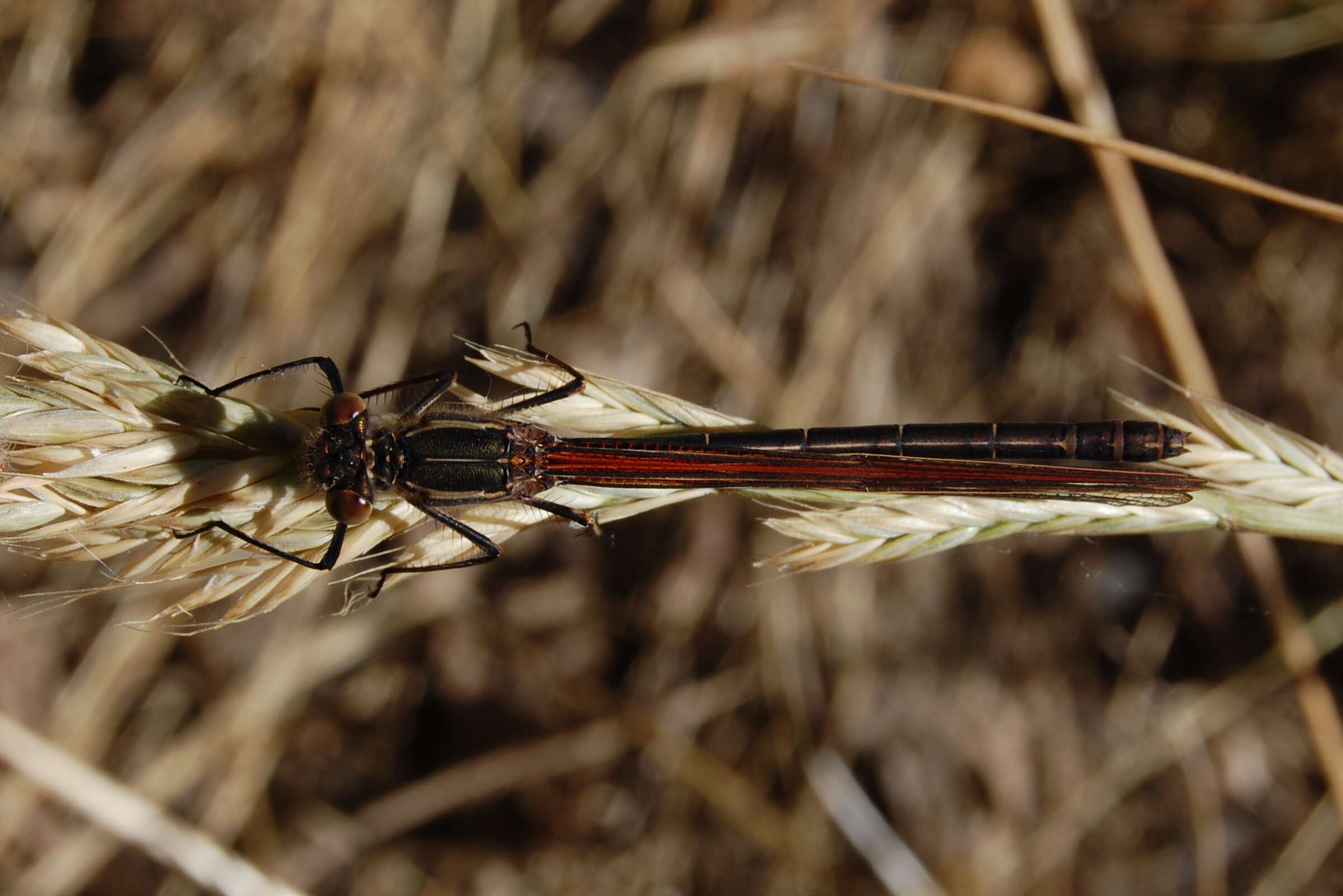 Hetaerina americana (Fabricius 1798) resmi