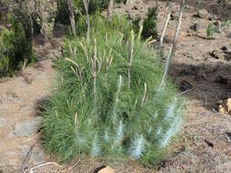 Image of Canary Island pine