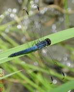 Image of Blue Chaser