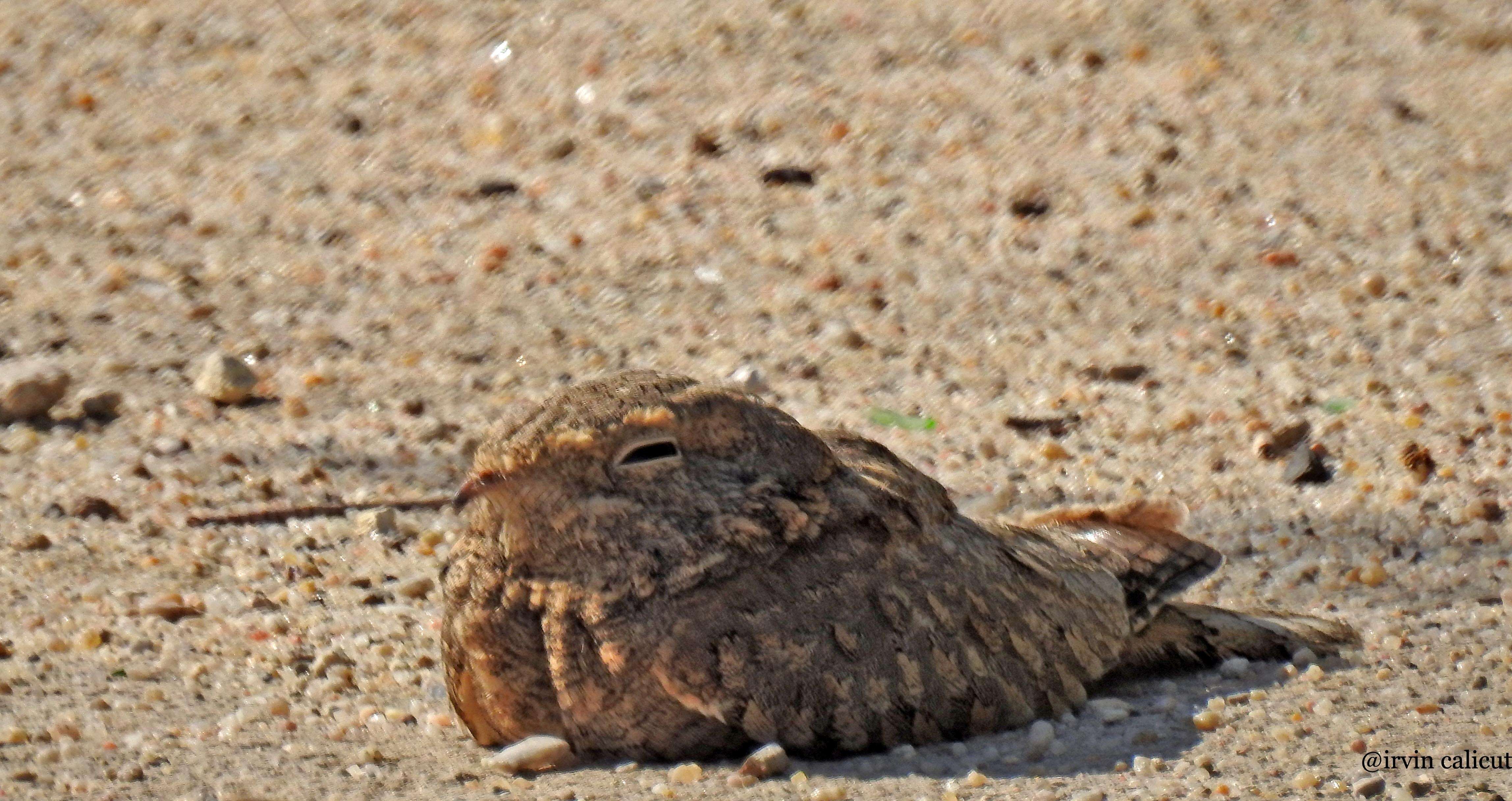 Image of Egyptian Nightjar