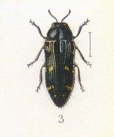 Image of Acmaeodera angelica Fall 1899
