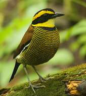 Image of Javan Banded Pitta