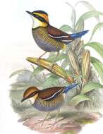 Image of Javan Banded Pitta