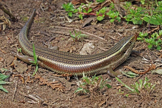 Imagem de Eutropis carinata (Schneider 1801)