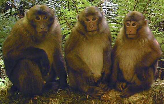 Image of Macaca leucogenys Li, Zhao & Fan 2015