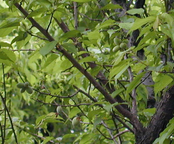 Image of Chinese plum