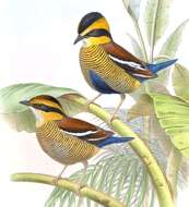 Image of Bornean Banded Pitta