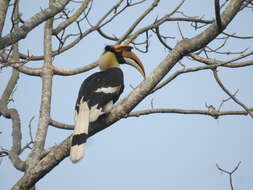 Image of Great Indian Hornbill